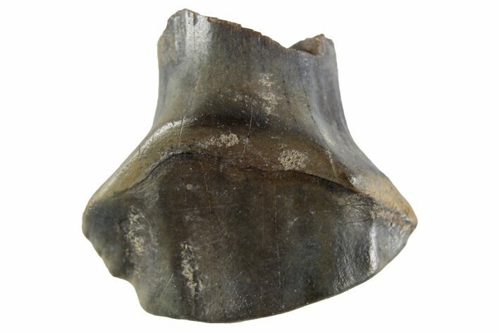 Fossil Nodosaurid Tooth - Oldman Formation, Montana #302524